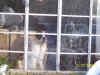 Goliath in window.jpg (139033 bytes)