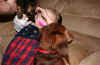 destrie_dogs.jpg (75435 bytes)