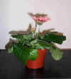 mother's day flowers2.jpg (16400 bytes)